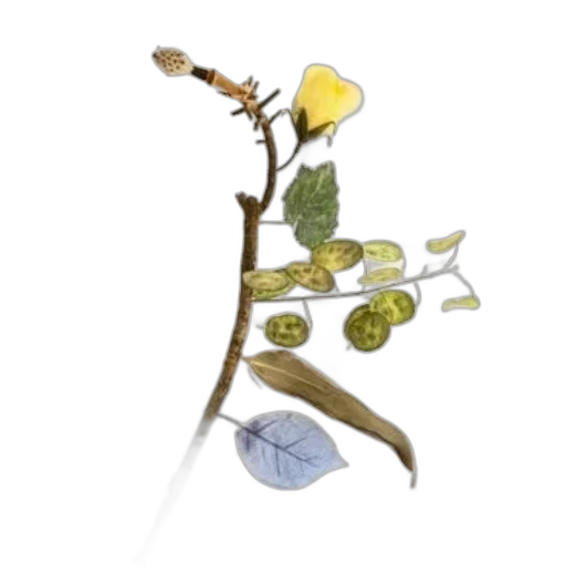 staff, flower, food, jewelry transparent PNG cut-out