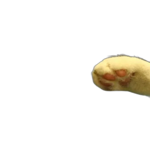 food, shoes, animal, creature transparent PNG cut-out