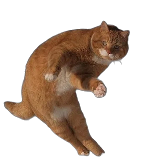 animal, creature, staff, food transparent PNG cut-out