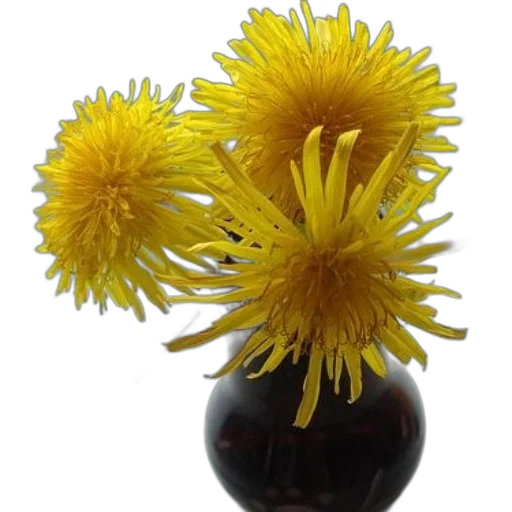 flower, crown, hair, staff transparent PNG cut-out