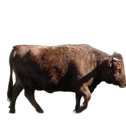 animal, creature, staff, hair transparent PNG cut-out