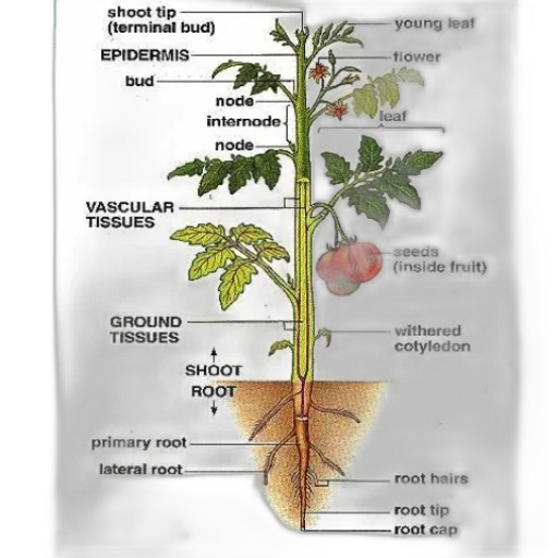 tree, earth tones, labeled, diagram transparent PNG cut-out