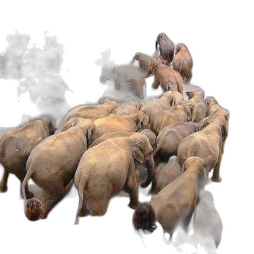 animal, concept art, 3d render, photorealistic transparent PNG cut-out