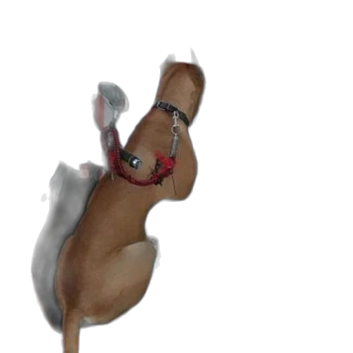 animal, staff, creature, hat transparent PNG cut-out