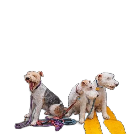 staff, shoes, animal, photorealistic transparent PNG cut-out