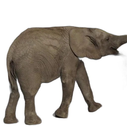 animal, creature, weapon, staff transparent PNG cut-out