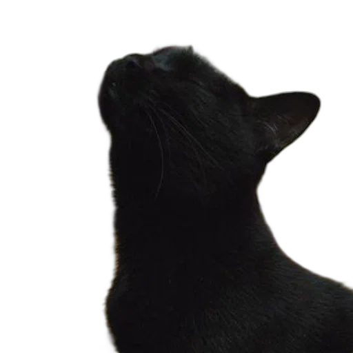animal, creature, staff, face transparent PNG cut-out