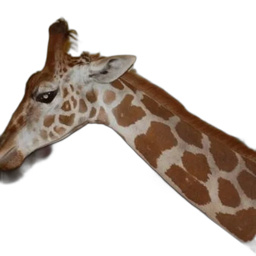animal, staff, weapon, creature transparent PNG cut-out