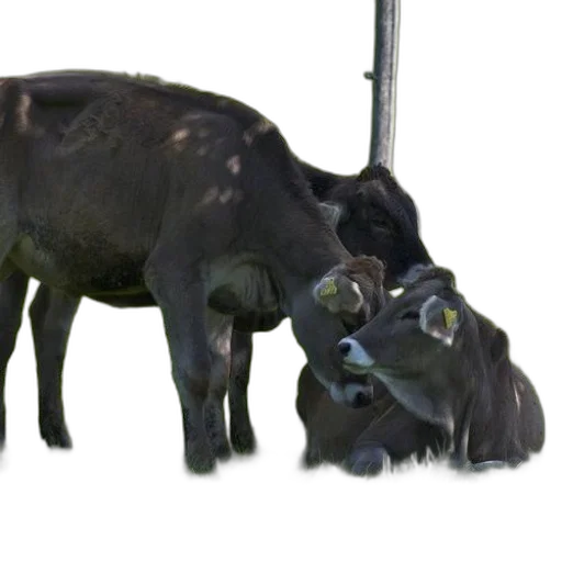 animal, staff, creature, weapon transparent PNG cut-out