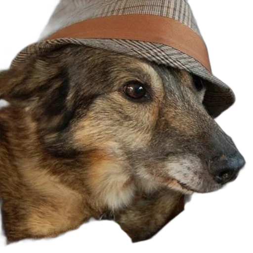 hat, animal, face, staff transparent PNG cut-out