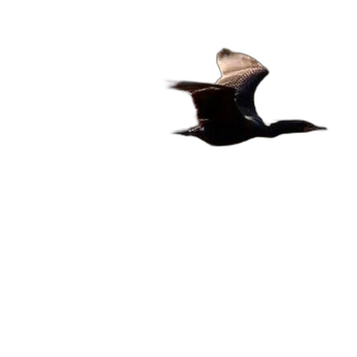 hat, shoes, umbrella, hair transparent PNG cut-out