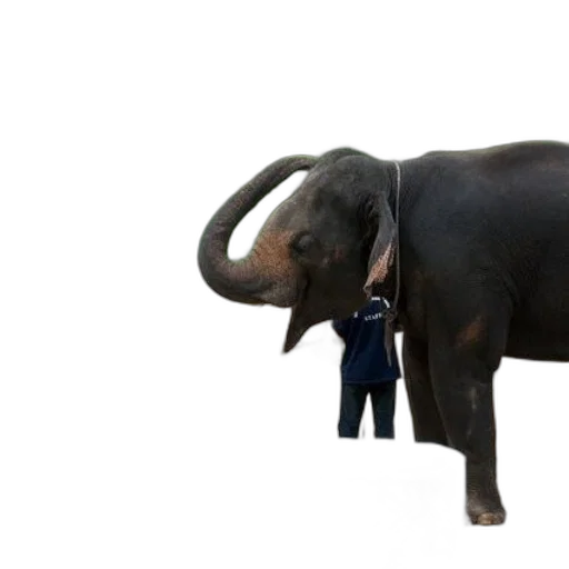 animal, staff, creature, hat transparent PNG cut-out