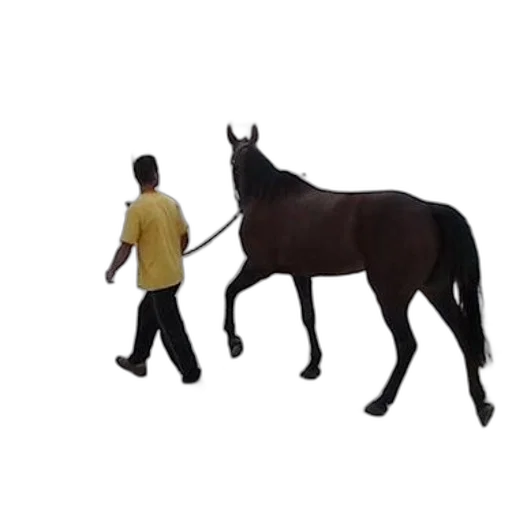 animal, creature, staff, hat transparent PNG cut-out