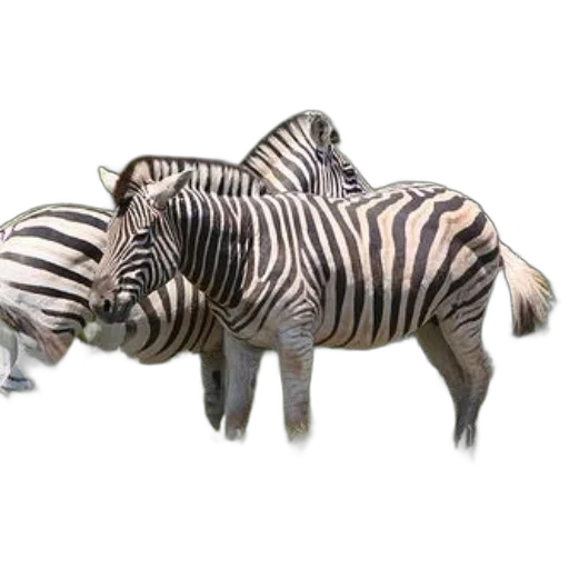 animal, creature, 3d render, concept art transparent PNG cut-out