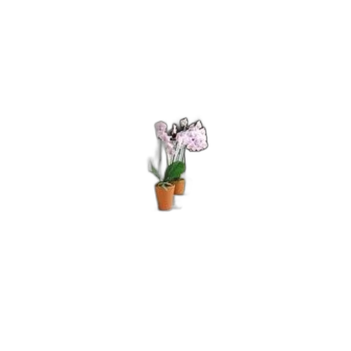 flower, staff, crown, furniture transparent PNG cut-out