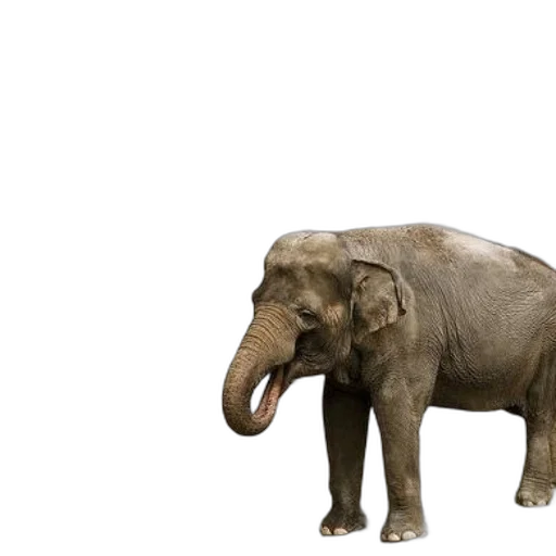 animal, creature, 3d render, photorealistic transparent PNG cut-out