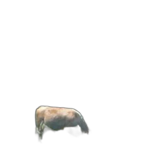 animal, creature, furniture, hat transparent PNG cut-out