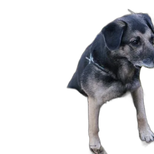 animal, creature, staff, photorealistic transparent PNG cut-out