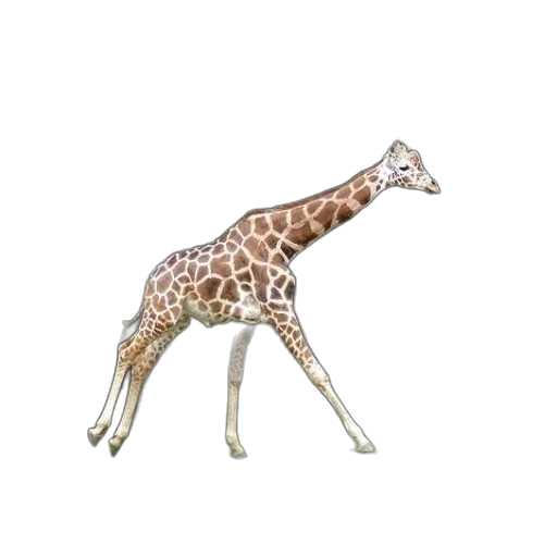 animal, creature, staff, jewelry transparent PNG cut-out