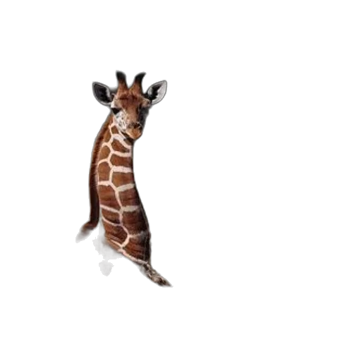 animal, creature, staff, hat transparent PNG cut-out