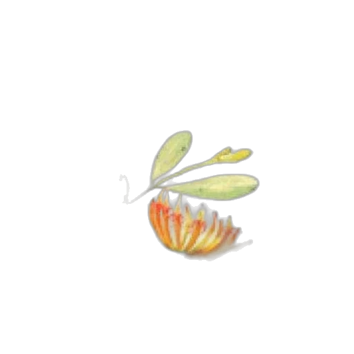 flower, food, crown, jewelry transparent PNG cut-out