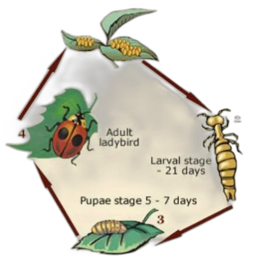 concept art, diagram, illustrating, life transparent PNG cut-out
