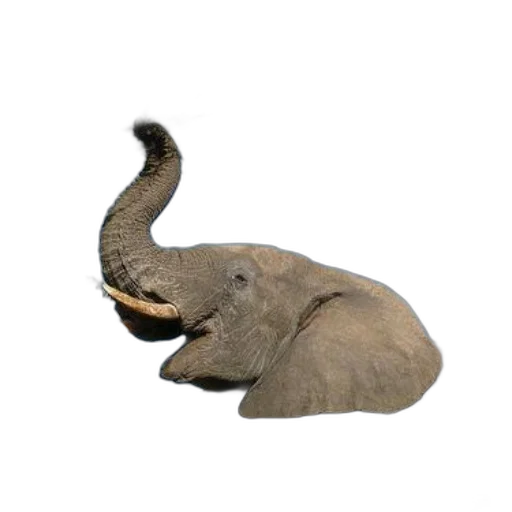 animal, creature, hat, staff transparent PNG cut-out