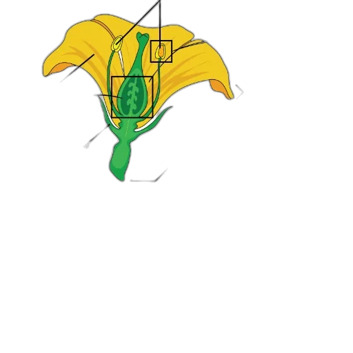 umbrella, flower, crown, weapon transparent PNG cut-out