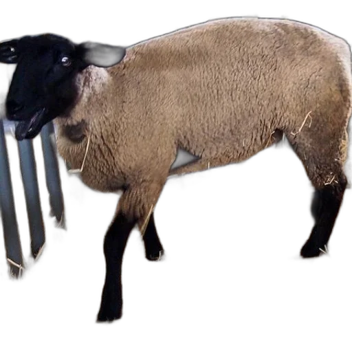 weapon, animal, sword, staff transparent PNG cut-out