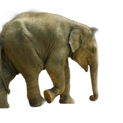 animal, creature, 3d render, photorealistic transparent PNG cut-out