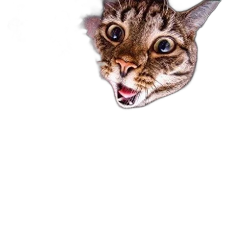 animal, creature, face, staff transparent PNG cut-out