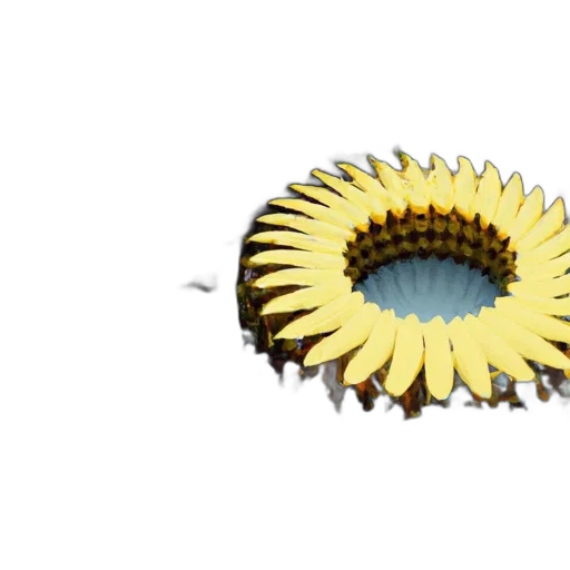crown, jewelry, flower, hair transparent PNG cut-out