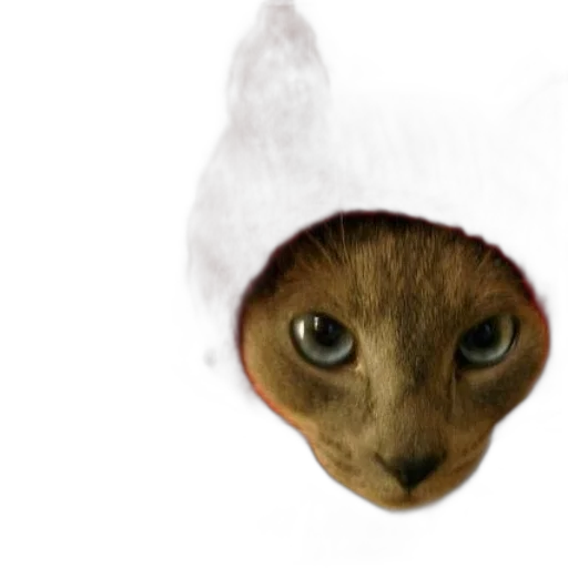 hat, mask, animal, creature transparent PNG cut-out