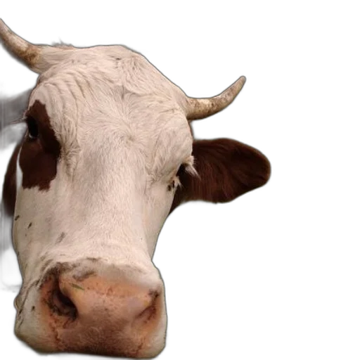 animal, face, mask, food transparent PNG cut-out
