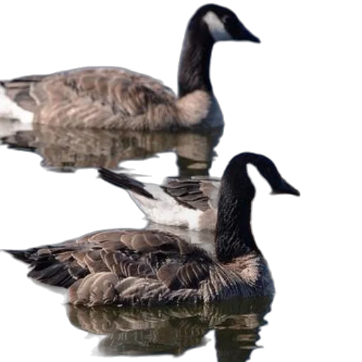 animal, jacket, photorealistic, 3d render transparent PNG cut-out