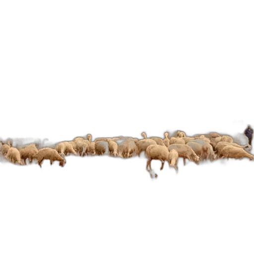 animal, staff, weapon, hair transparent PNG cut-out