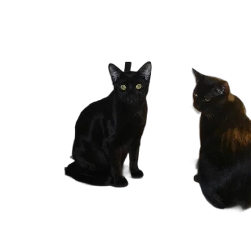 animal, 3d render, photorealistic, concept art transparent PNG cut-out