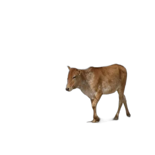 animal, creature, food, weapon transparent PNG cut-out