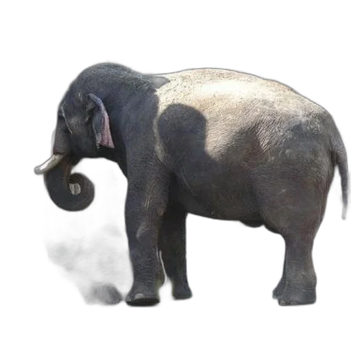 animal, creature, staff, weapon transparent PNG cut-out