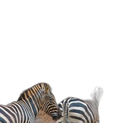 animal, creature, hat, shoes transparent PNG cut-out