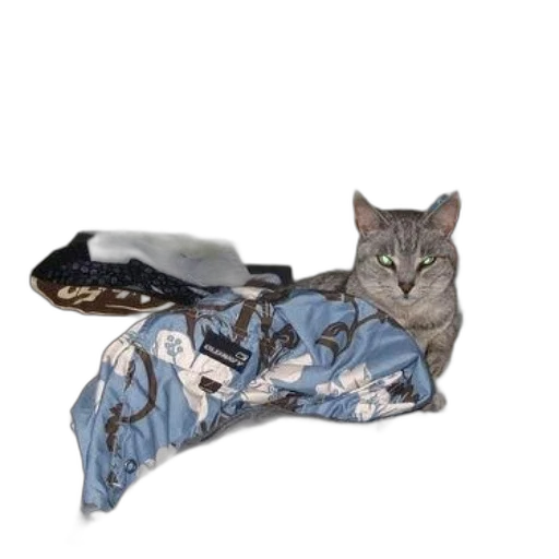shoes, animal, umbrella, staff transparent PNG cut-out