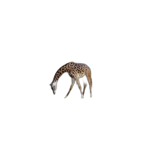 animal, creature, hair, hat transparent PNG cut-out