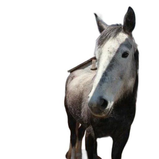 animal, creature, staff, face transparent PNG cut-out