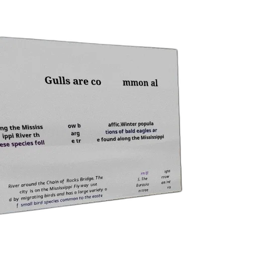 food, gulls, common, along transparent PNG cut-out