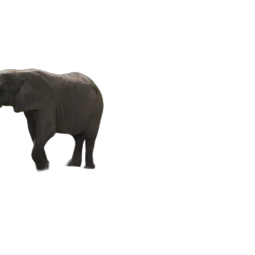 animal, creature, weapon, car transparent PNG cut-out