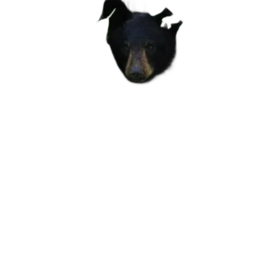 hat, mask, dragon, crown transparent PNG cut-out