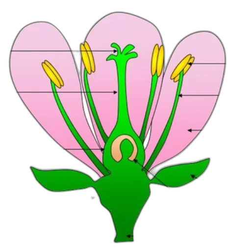 flower, crown, staff, jewelry transparent PNG cut-out