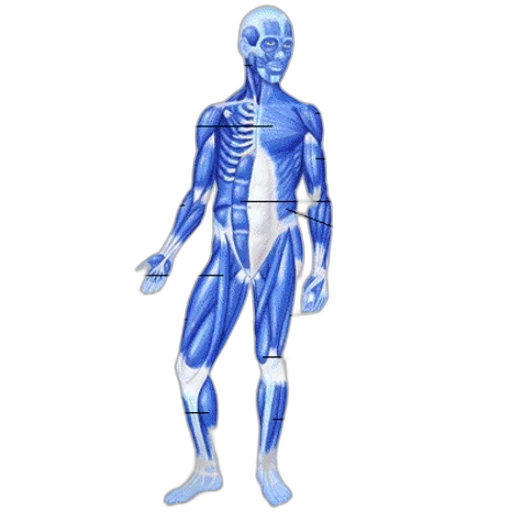 robot, concept art, blue, anatomical transparent PNG cut-out