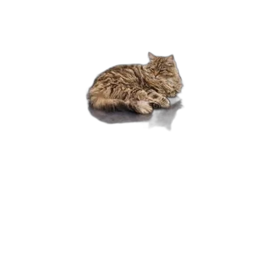 animal, creature, hat, jacket transparent PNG cut-out