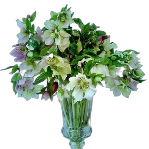 crown, flower, photorealistic, 3d render transparent PNG cut-out